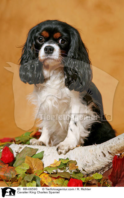 Cavalier King Charles Spaniel / Cavalier King Charles Spaniel / RR-08590