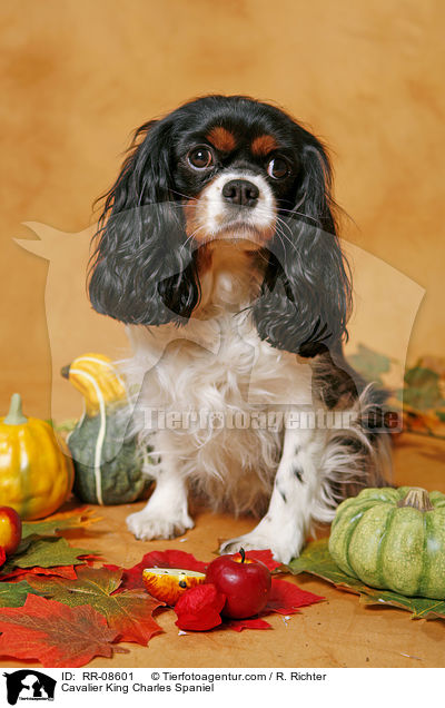 Cavalier King Charles Spaniel / Cavalier King Charles Spaniel / RR-08601