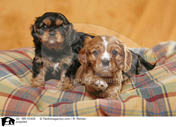 Cavalier King Charles Spaniel Welpen / puppies / RR-10309
