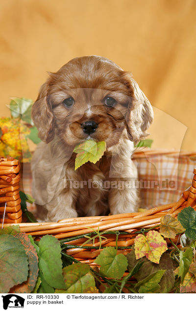 Cavalier Welpe im Krbchen / puppy in basket / RR-10330