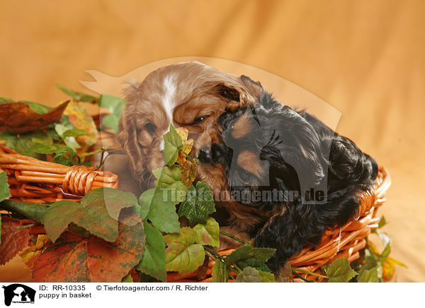 Cavalier Welpe im Krbchen / puppy in basket / RR-10335