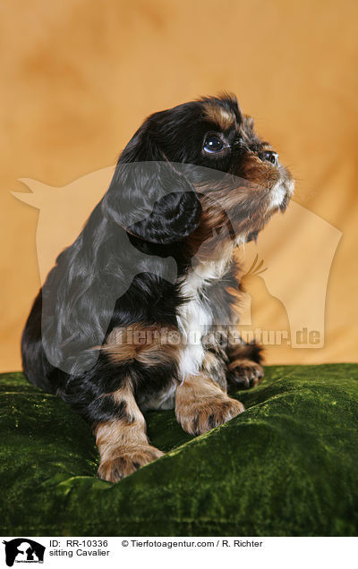 sitzender Cavalier / sitting Cavalier / RR-10336