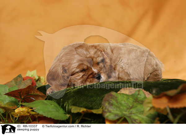 schlafender Welpe / sleeping puppy / RR-10337