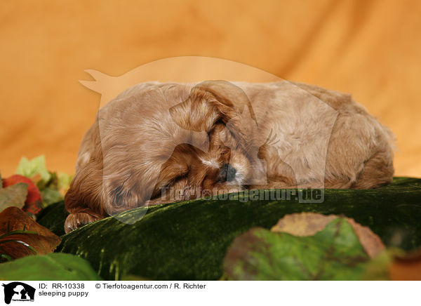 schlafender Welpe / sleeping puppy / RR-10338