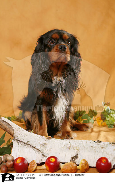 sitzender Cavalier / sitting Cavalier / RR-10344
