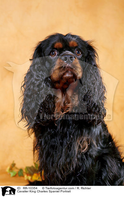 Cavalier King Charles Spaniel Portrait / Cavalier King Charles Spaniel Portrait / RR-10354