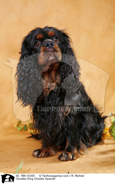 Cavalier King Charles Spaniel / Cavalier King Charles Spaniel / RR-10355