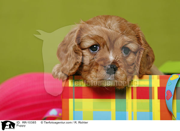 Cavalier King Charles Spaniel Welpe / Puppy / RR-10385