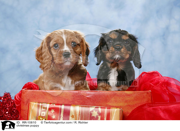 christmas puppy / RR-10810