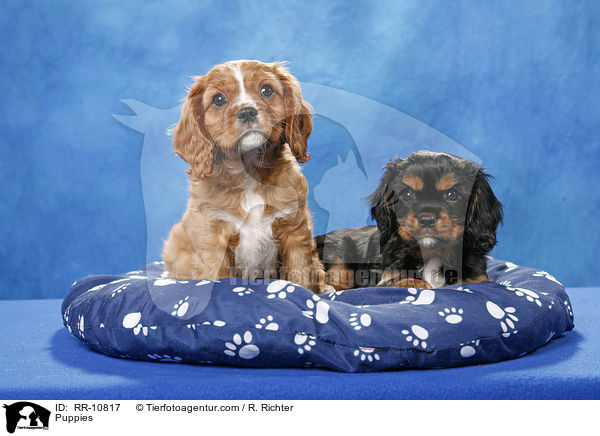Welpen auf Hundekissen / Puppies / RR-10817