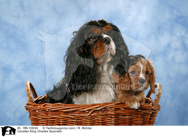 Cavalier King Charles Spaniels / Cavalier King Charles Spaniels / RR-10838