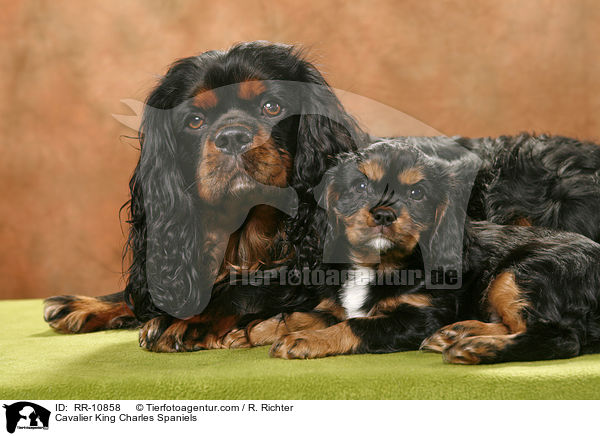 Cavalier King Charles Spaniels / Cavalier King Charles Spaniels / RR-10858