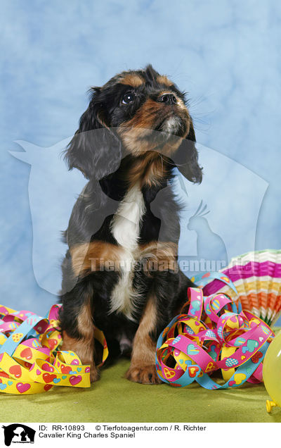 Cavalier King Charles Spaniel / Cavalier King Charles Spaniel / RR-10893
