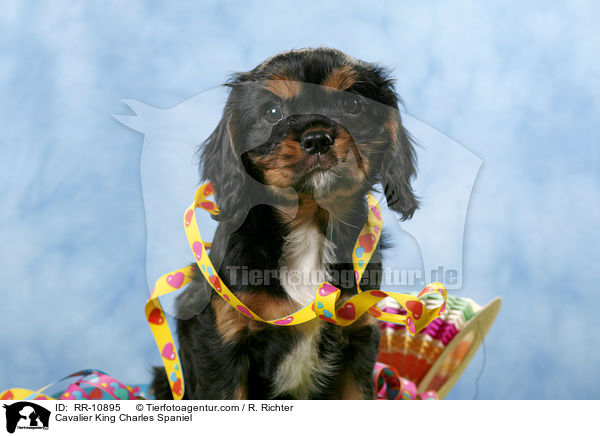 Cavalier King Charles Spaniel / Cavalier King Charles Spaniel / RR-10895