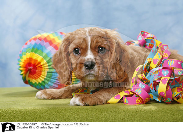 Cavalier King Charles Spaniel / Cavalier King Charles Spaniel / RR-10897