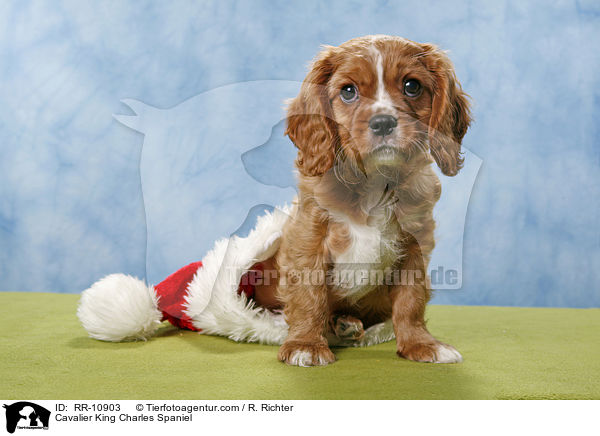 Cavalier King Charles Spaniel / Cavalier King Charles Spaniel / RR-10903
