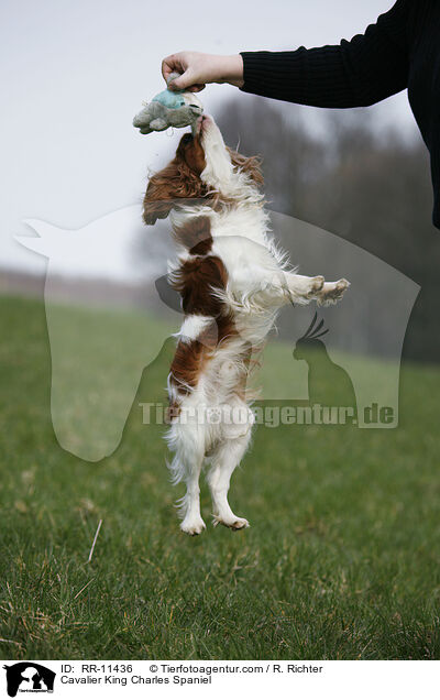 Cavalier King Charles Spaniel / Cavalier King Charles Spaniel / RR-11436