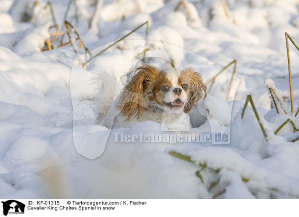 Cavalier King Chalres Spaniel im Schnee / Cavalier King Chalres Spaniel in snow / KF-01315