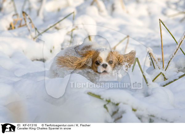 Cavalier King Chalres Spaniel im Schnee / Cavalier King Chalres Spaniel in snow / KF-01316