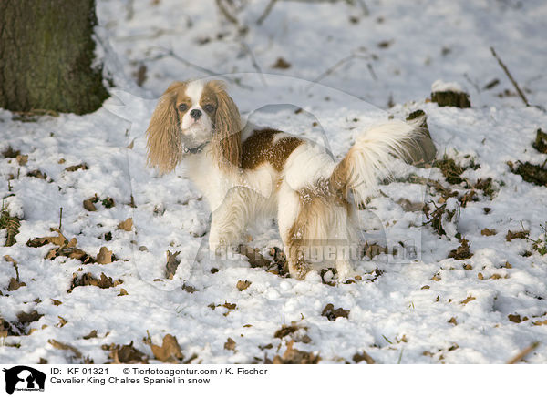Cavalier King Chalres Spaniel im Schnee / Cavalier King Chalres Spaniel in snow / KF-01321