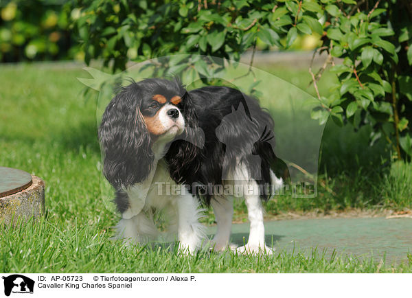 Cavalier King Charles Spaniel / Cavalier King Charles Spaniel / AP-05723