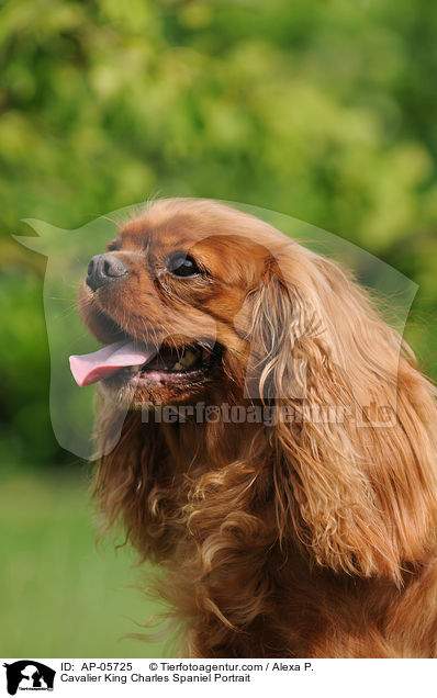 Cavalier King Charles Spaniel Portrait / Cavalier King Charles Spaniel Portrait / AP-05725
