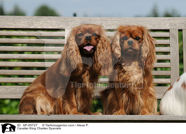 Cavalier King Charles Spaniels / Cavalier King Charles Spaniels / AP-05727