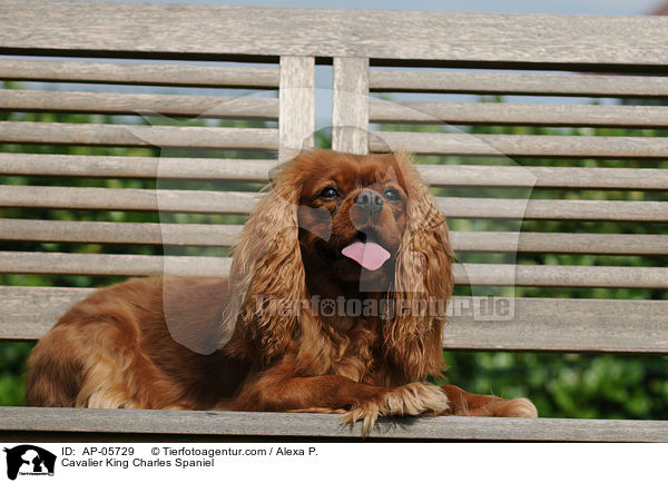 Cavalier King Charles Spaniel / Cavalier King Charles Spaniel / AP-05729