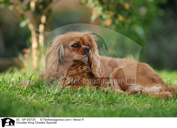 Cavalier King Charles Spaniel / Cavalier King Charles Spaniel / AP-05735