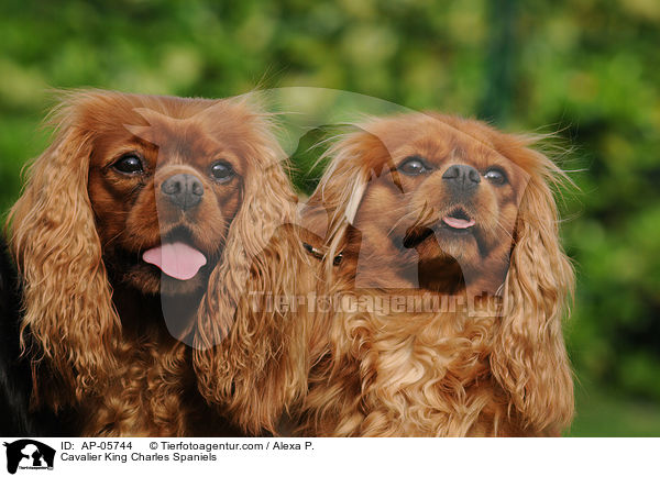 Cavalier King Charles Spaniels / Cavalier King Charles Spaniels / AP-05744