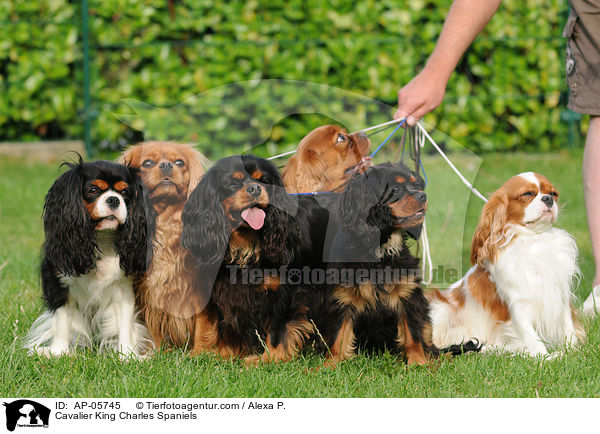 Cavalier King Charles Spaniels / Cavalier King Charles Spaniels / AP-05745