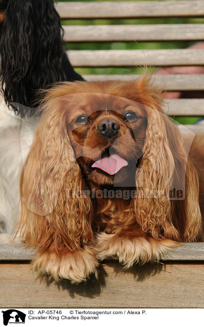 Cavalier King Charles Spaniel / Cavalier King Charles Spaniel / AP-05746