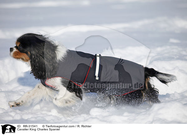 Cavalier King Charles Spaniel / Cavalier King Charles Spaniel / RR-31541