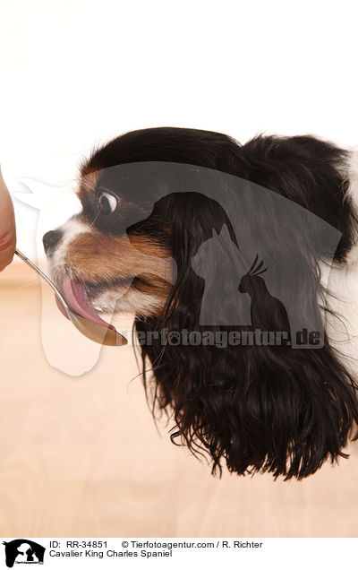 Cavalier King Charles Spaniel / Cavalier King Charles Spaniel / RR-34851