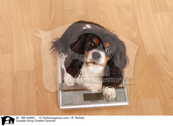 Cavalier King Charles Spaniel / Cavalier King Charles Spaniel / RR-34864