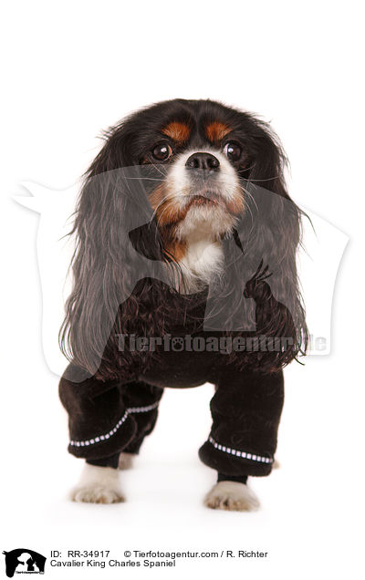 Cavalier King Charles Spaniel / RR-34917