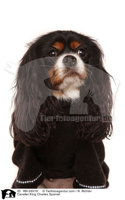 Cavalier King Charles Spaniel / RR-34919