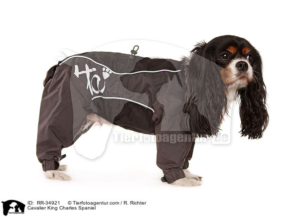 Cavalier King Charles Spaniel / Cavalier King Charles Spaniel / RR-34921