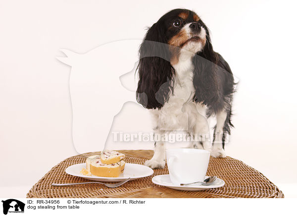 Hund klaut vom Tisch / dog stealing from table / RR-34956