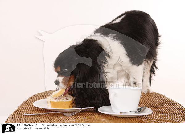 Hund klaut vom Tisch / dog stealing from table / RR-34957