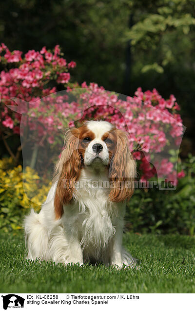 sitzender Cavalier King Charles Spaniel / sitting Cavalier King Charles Spaniel / KL-06258