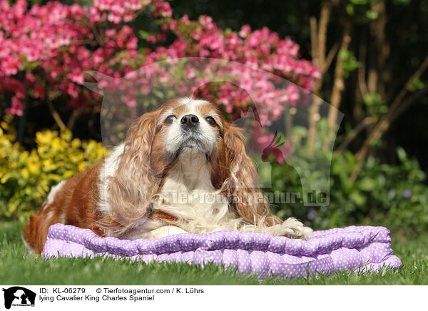 liegender Cavalier King Charles Spaniel / lying Cavalier King Charles Spaniel / KL-06279