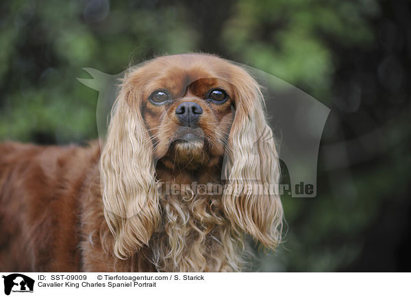 Cavalier King Charles Spaniel Portrait / Cavalier King Charles Spaniel Portrait / SST-09009
