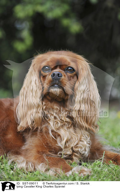 liegender Cavalier King Charles Spaniel / lying Cavalier King Charles Spaniel / SST-09011