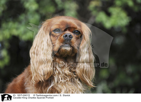 Cavalier King Charles Spaniel Portrait / Cavalier King Charles Spaniel Portrait / SST-09015