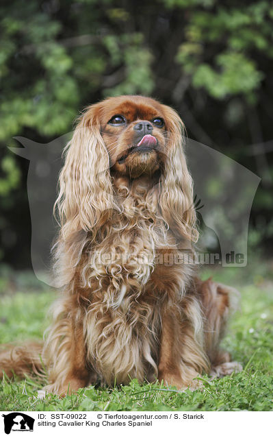 sitzender Cavalier King Charles Spaniel / sitting Cavalier King Charles Spaniel / SST-09022