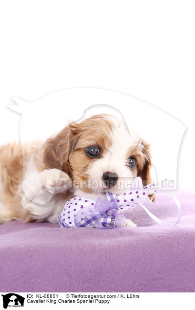 Cavalier King Charles Spaniel Welpe / Cavalier King Charles Spaniel Puppy / KL-08801