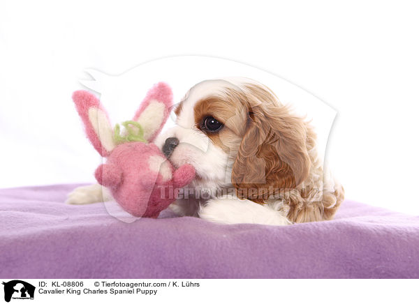 Cavalier King Charles Spaniel Welpe / Cavalier King Charles Spaniel Puppy / KL-08806