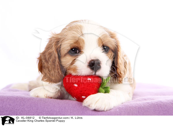 Cavalier King Charles Spaniel Welpe / Cavalier King Charles Spaniel Puppy / KL-08812