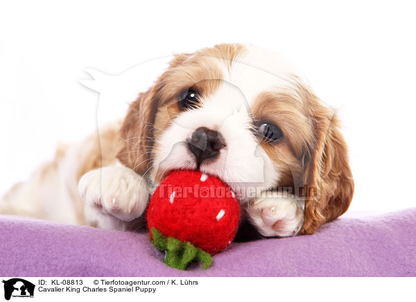 Cavalier King Charles Spaniel Welpe / Cavalier King Charles Spaniel Puppy / KL-08813